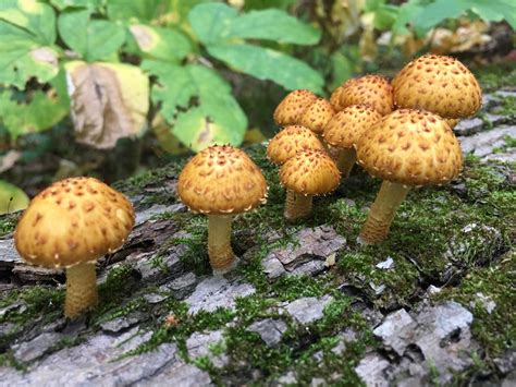 Mushrooms Along The Ice Age Trail In Chequamegon National Forest