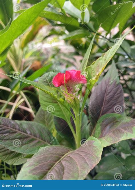 Pink Flowers with Leaves Sunny Morning Stock Image - Image of sunny, morning: 290873903