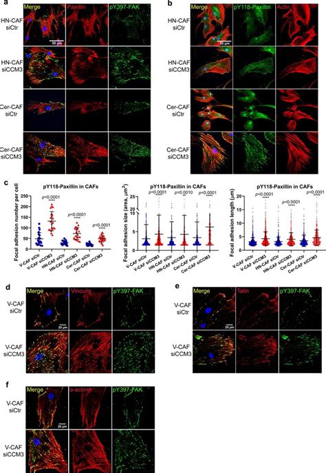 Ccm3 Attenuates The Fakphospho Paxillin Pathway In Focal Adhesions To