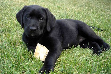 Can Two Yellow Labradors Have Black Puppies