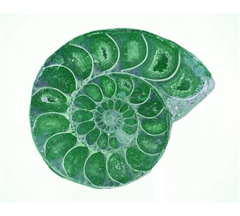 Ammonite Fossil — Stock Photo © ribeiroantonio #3096528