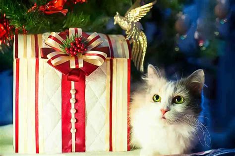 Regalos de Navidad para gatos las ideas más útiles y divertidas Vida