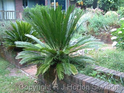 Cycads