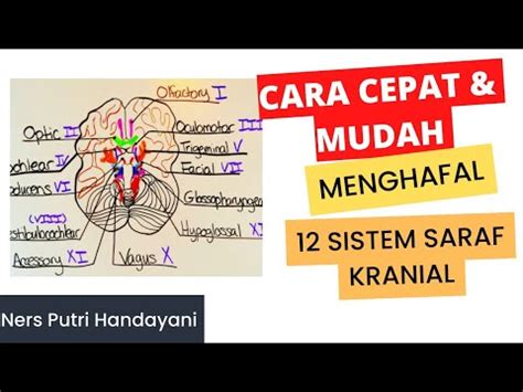 Cara Cepat Mudah Menghafal Sistem Saraf Kranial Youtube