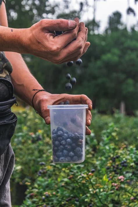 Guía Completa de Cultivo de Arándanos Ecos del Bosque