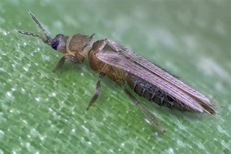 Thrips Tabaci Onion Thrips Female On An Onion Leaf Flickr