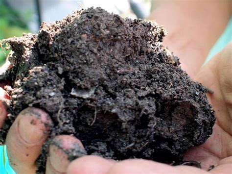 Aplicación de Biochar en Agricultura