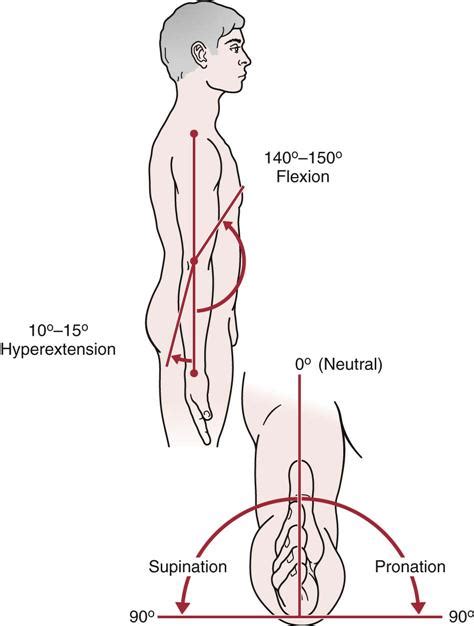 Elbow | Musculoskeletal Key