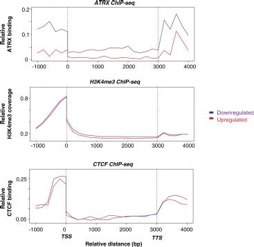 Terra Rna Antagonizes Atrx And Protects Telomeres Cell