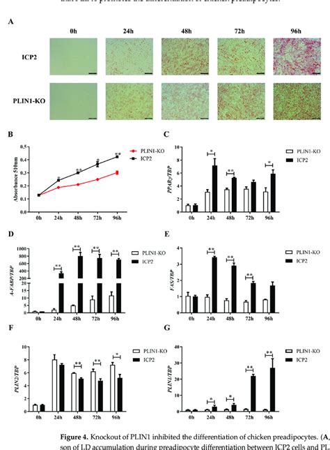 Knockout Of Plin1 Inhibited The Differentiation Of Chicken