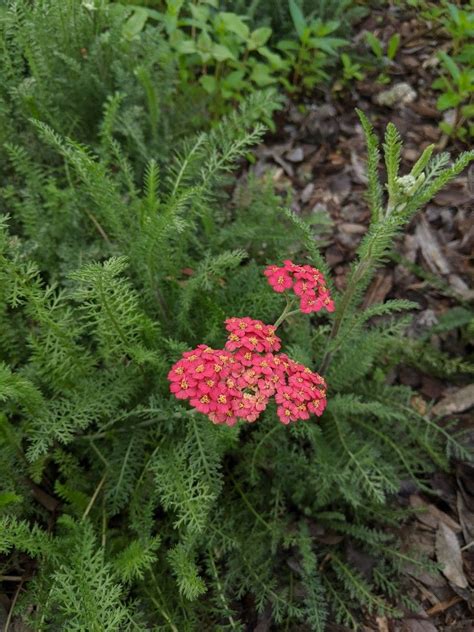 Yarrow Lawns