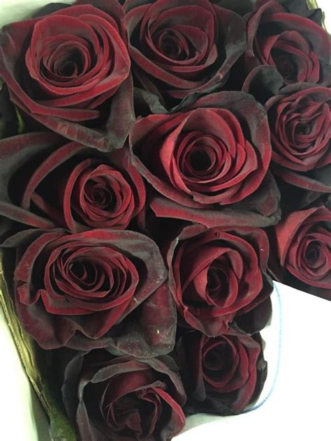 Image Result For Bouquets With Black Magic Roses Black Magic Roses