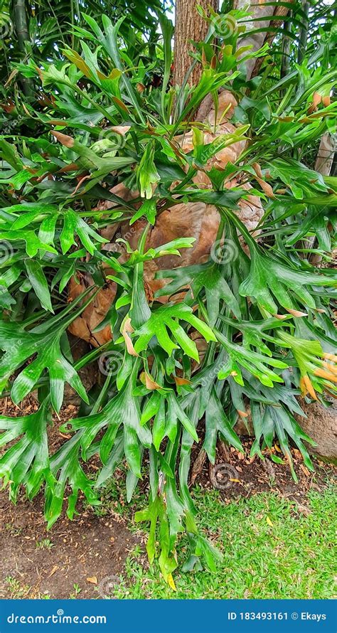 Elkhorn Fern Platycerium Bifurcatum Royalty-Free Stock Photo ...