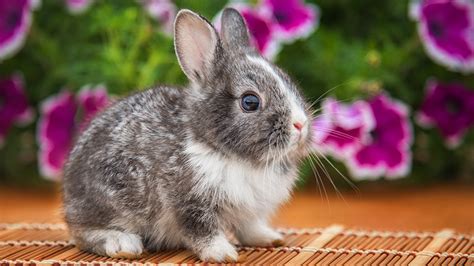 Fotos De Coelhos Filhotes Criando Mini Coelhos Cuidado E Amor