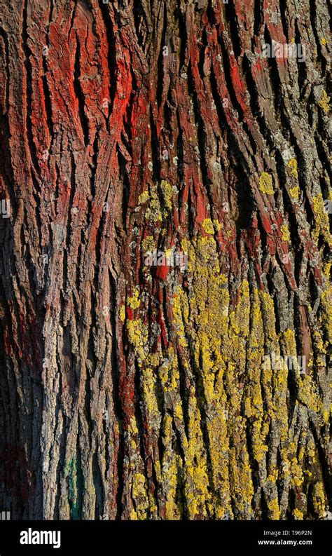 Les Lichens Color S Lichen Sur L Corce D Un Ch Ne P Doncul Quercus