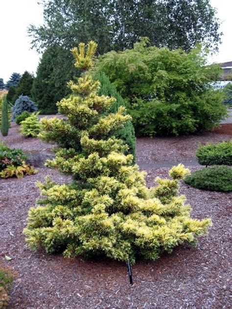 Goldilocks White Pine Evergreen Garden Grasses Garden Trees To Plant