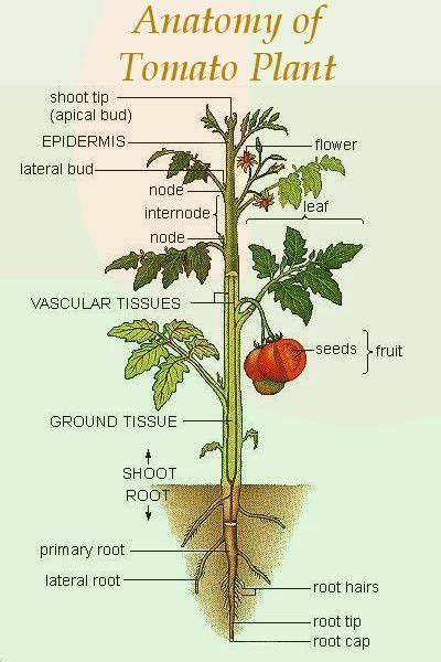 Anatomy Of Tomato Plant Gardening Tomatoes Pinterest