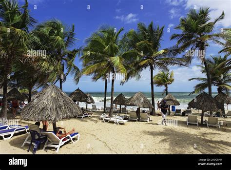 Palm Lined Beach Playa Puerto La Cruz Nueva Esparta Venezuela Stock