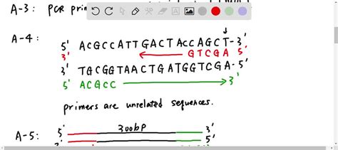 Solved Pcr A Using The Dsdna Sequence As A Template You Want