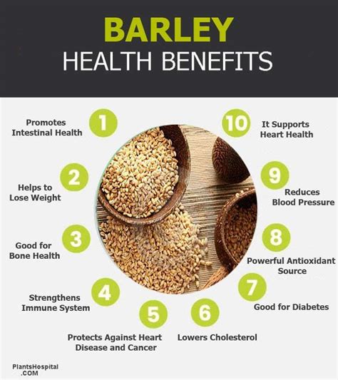 12 Proven Health Benefits Of Barley And Barley Juice