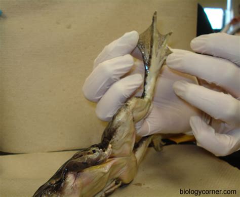 Frog Dissection