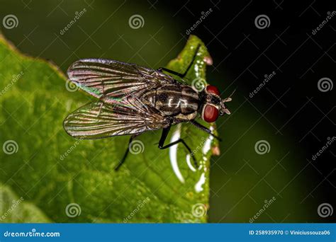 Mosca Muscoide Adulta Foto De Archivo Imagen De Comer 258935970