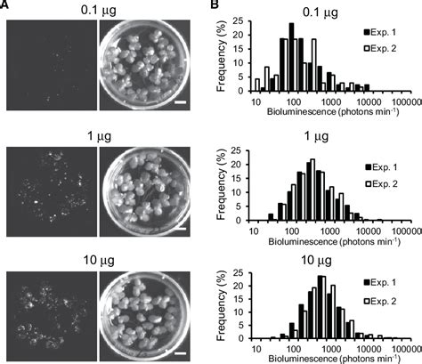 Figure From A Single Cell Bioluminescence Imaging System For