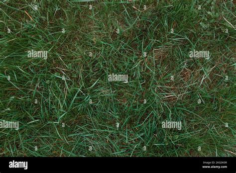 Green Grass Texture Background Green Lawn Backyard For Background Grass Texture Green Lawn