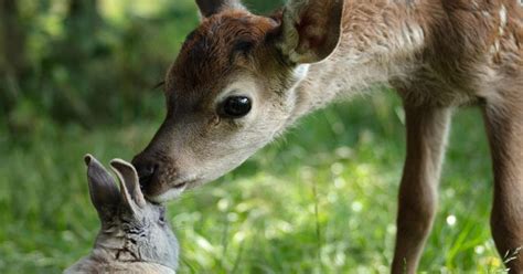 5 Myths About the Bambi Doe Leaks Debunked by Experts - 2vye2bt