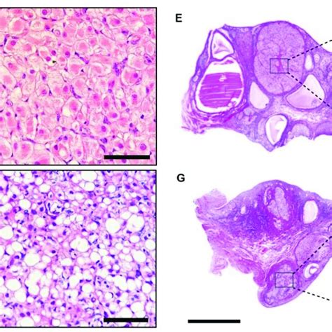 Main Maturation Stages Of The Corpus Luteum Of The Domestic Cat Ab