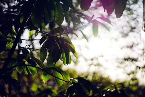 Free Images Tree Nature Forest Grass Branch Blossom Light Sunlight Leaf Flower Green