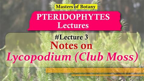 Lecture 3 Lycopodium Club Moss Life Cycle Pteridophyta Lecture