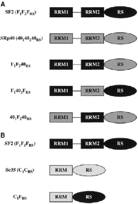 Figure From Role Of Sr Protein Modular Domains In Alternative