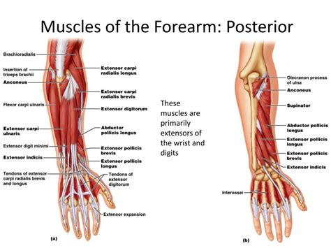 Extensor Forearm Muscles