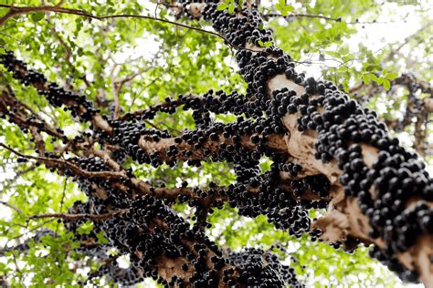 Jabuticaba La Fruta Que Crece Directamente En El Tronco