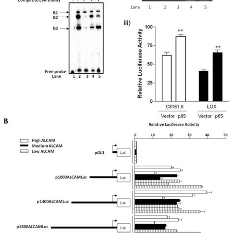 Alcam Promoter Activity In Melanoma Tumor Cells A Schematic Diagram Download Scientific