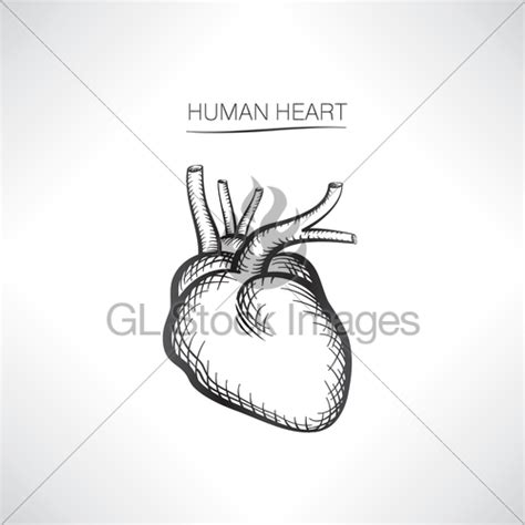 Heart Organ Sketch at PaintingValley.com | Explore collection of Heart ...