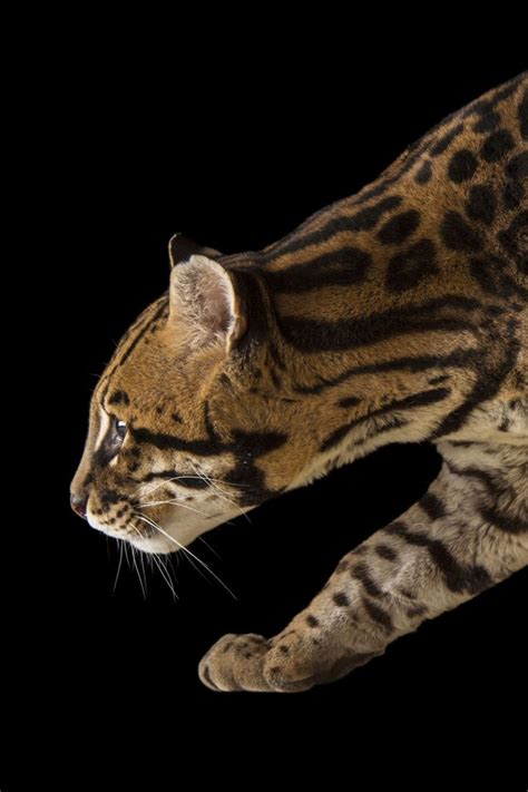 A Federally Endangered Southern Brazilian Ocelot Leopardus Pardalis