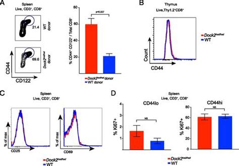 Dock2 Sets The Threshold For Entry Into The Virtual Memory Cd8 T Cell