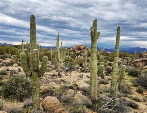 Mcdowell Mountain Park Mountain Bike Trail In Phoenix Arizona