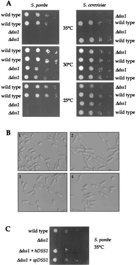 Yeast ⌬ Dss1 Phenotypes A Temperature Sensitive Growth Of S Pombe