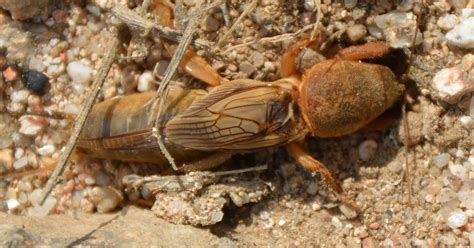 Bichos Grillo Topo O Alacr N Cebollero Gryllotalpa Gryllotalpa