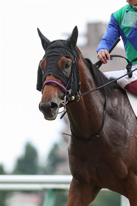 トーセンレーヴ産駒トーセンウォルト、好位から抜け出しデビュー3戦目で初勝利／札幌1r 2歳馬特集 競馬写真ニュース 日刊スポーツ