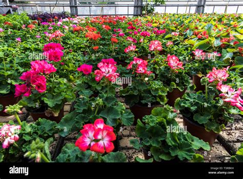 Greenhouse Floriculture Hi Res Stock Photography And Images Alamy