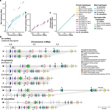 Sex Linked Structural Variants And Their Impact On Gene Content Download Scientific Diagram