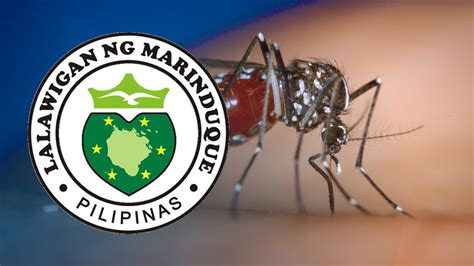 PIA Tagalog News Marinduque May 132 Kaso Na Ng Dengue