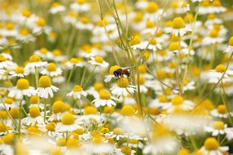 Bee On Chamomile Flower Meadow Stock Image Image Of Macro Spring