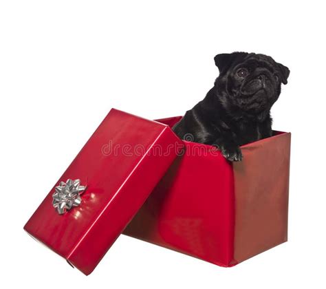 Dog in a gift box stock photo. Image of christmas, animal - 11255154