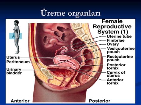 Ppt Üreme Bİlgİsİ Powerpoint Presentation Free Download Id 4593503