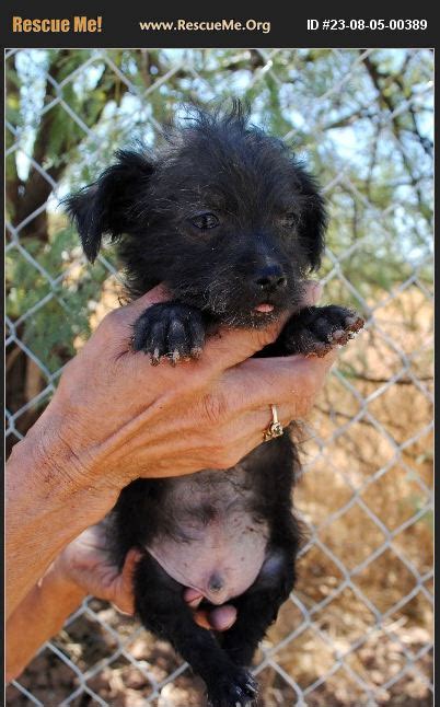 Adopt Yorkie Rescue Casa Grande Az